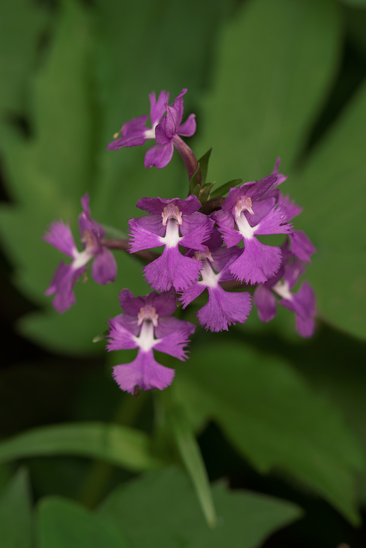 Platanthera grandiflora (Large Purple Fringed orchid)