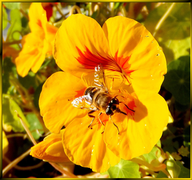 Mistbiene (Eristalis tenax). ©UdoSm