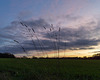 Grasses and a sunset