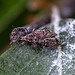 20110519 2946RMw [D~MI] Dickmaulrüssler, Großes Torfmoor, Hille