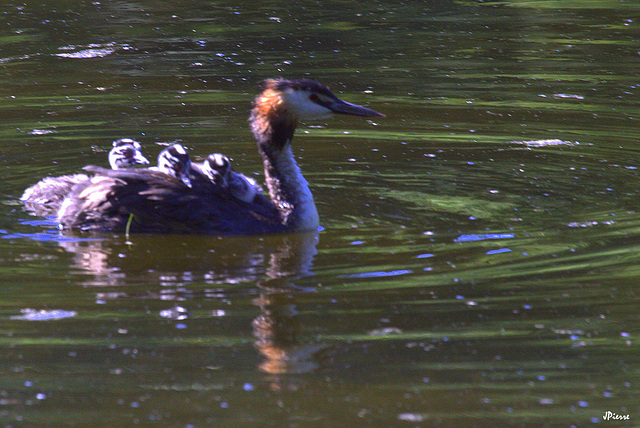 La famille sur le dos