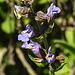 20230531 0499CPw [D~LIP] Echter Salbei (Salvia officinalis), UWZ, Bad Salzuflen
