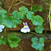 Ivy leaved Toadflax - Cymbalaria muralis