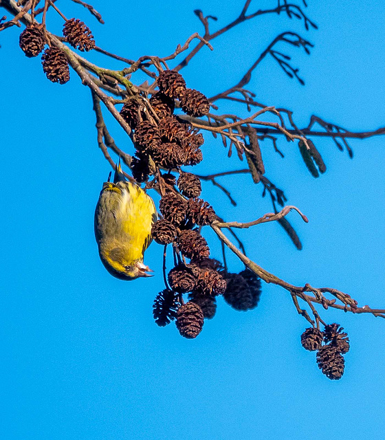 Siskin