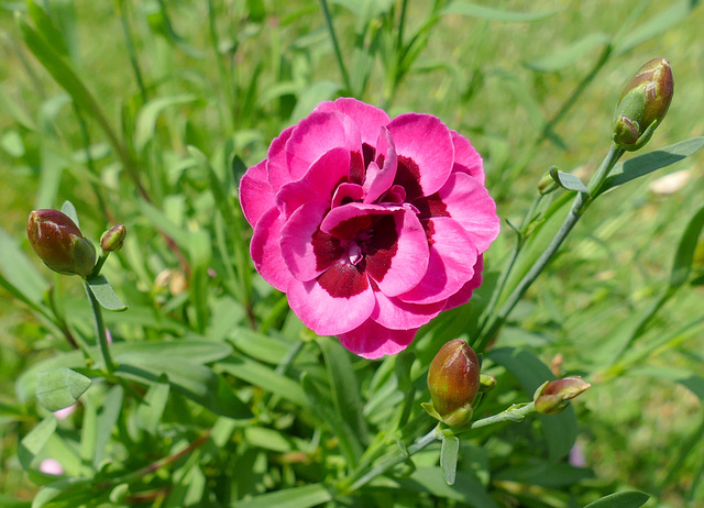 L'oeillet rose symbolise l'amour maternel et la famille