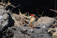 Botswana, Common Kingfisher with Slightly Open Bil in Chobe National Park