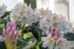 117-365, Rhododendron