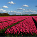 Tulipfields in The Netherlands...