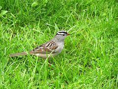 A White-crowned Sparrow arrived today