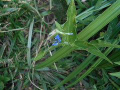 DSCN2064 - trapoeraba Commelina diffusa, Commelinaceae