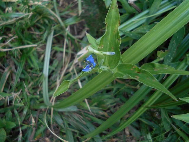 DSCN2064 - trapoeraba Commelina diffusa, Commelinaceae