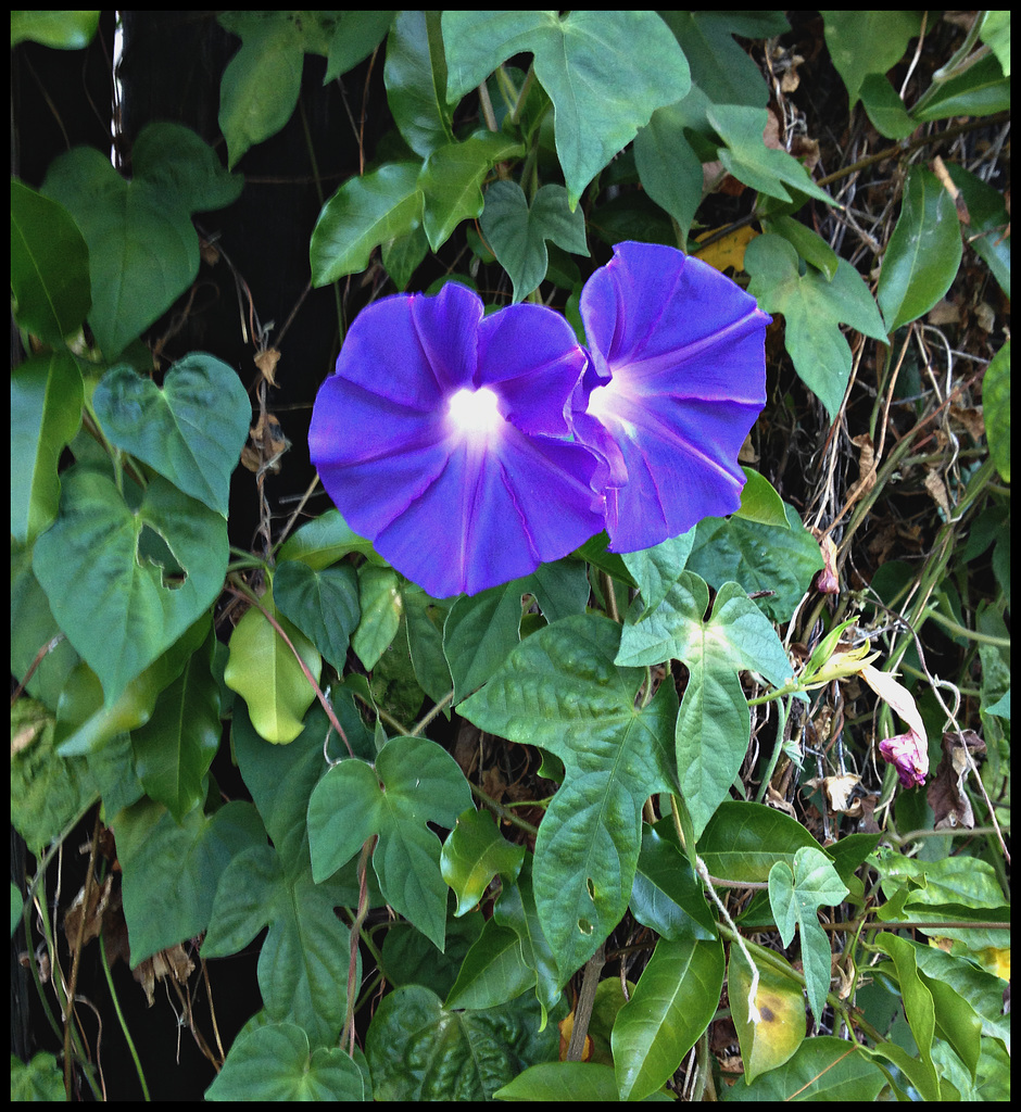 Ipomoea