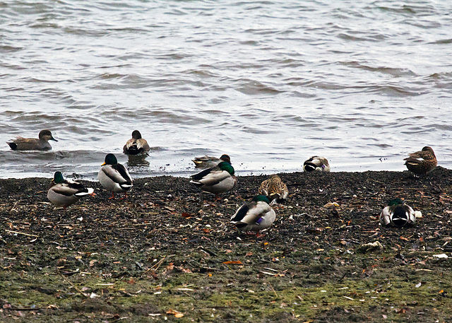 Stockenten am Bodensee