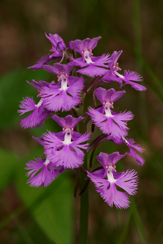 Platanthera grandiflora (Large Purple Fringed orchid)