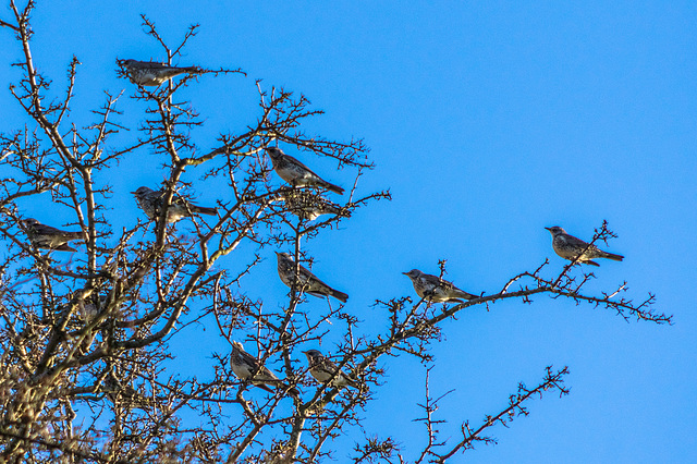 Fieldfare