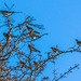 Fieldfare