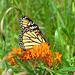 Monarch on Butterfly Milkweed