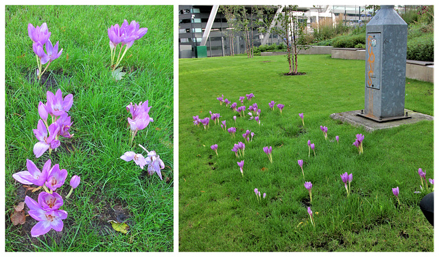 Crocuses in August....really??