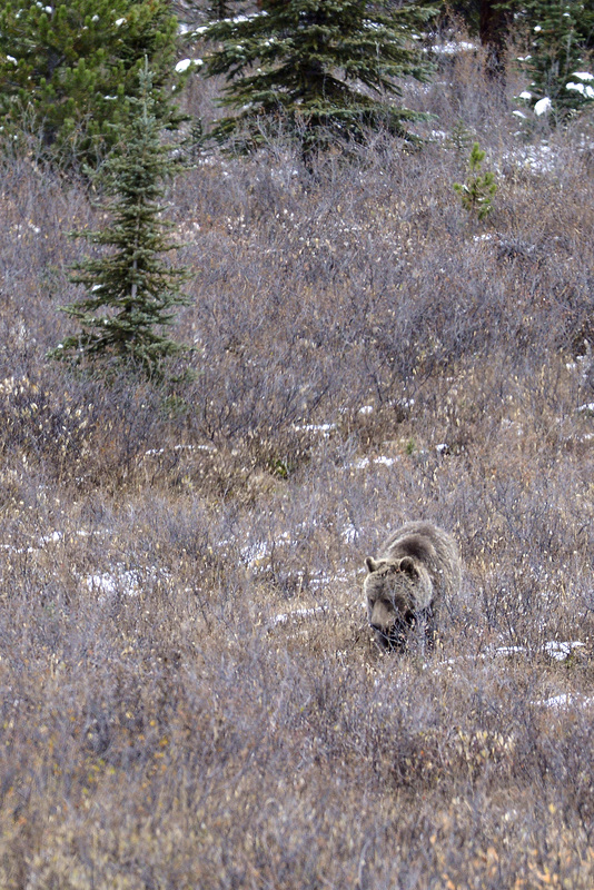 Grizzli Bear, Canada