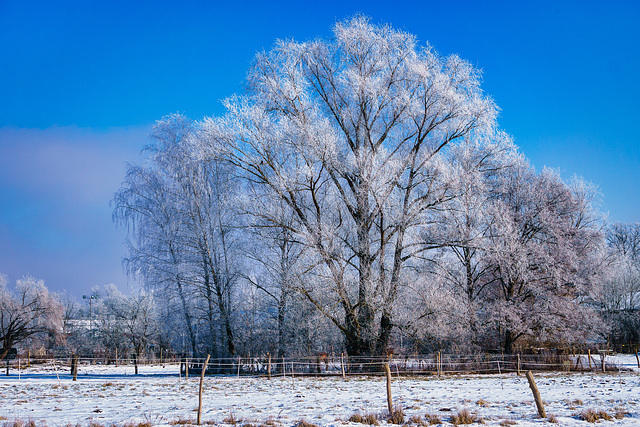 Winterpracht in Lübars