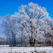 Winterpracht in Lübars