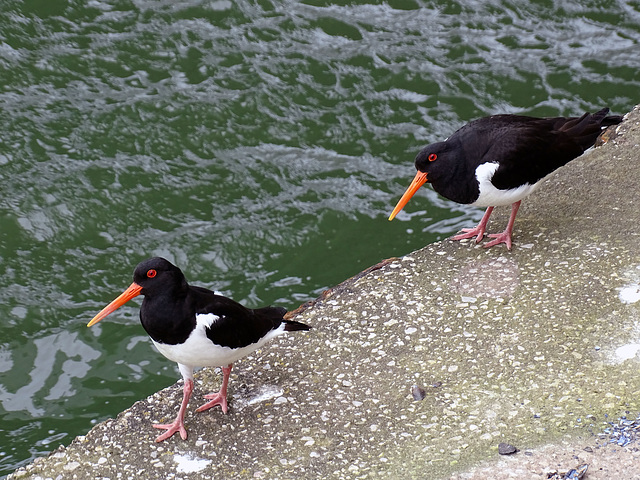 Oyster catchers