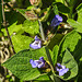 20230531 0500CPw [D~LIP] Echter Salbei (Salvia officinalis), Marienkäfer, UWZ, Bad Salzuflen