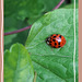 ladybug ♡