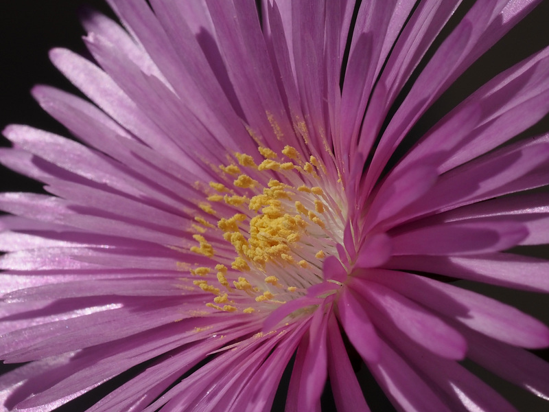 Pink Lampranthus