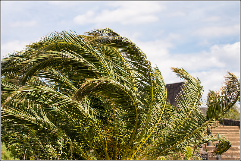 Wind in der Palme