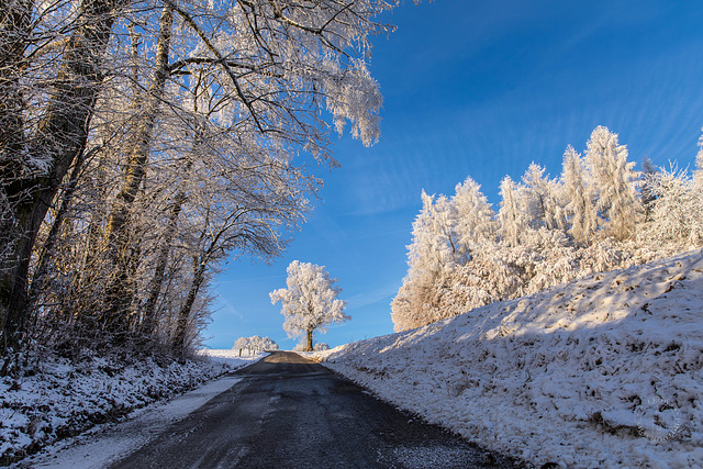 Frostbäume ++ Frosty trees