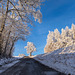 Frostbäume ++ Frosty trees