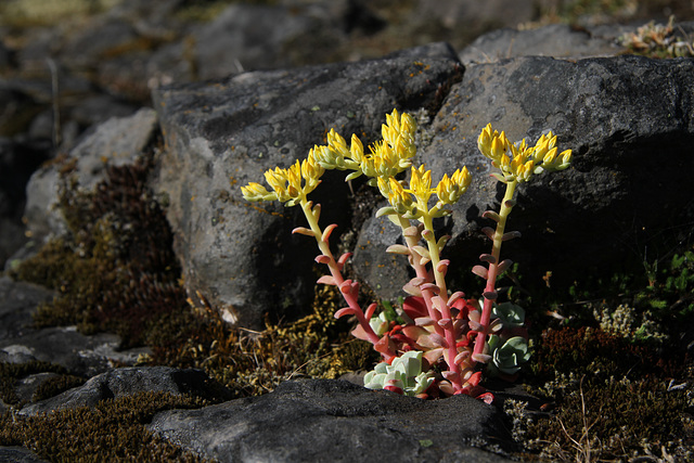 Broadleaf Stonecrop