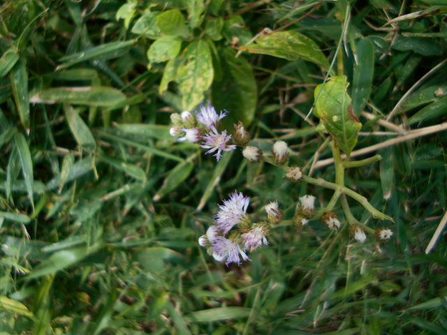 DSCN2068 - erva-de-são-simão Vernonia scorpioides, Asteraceae