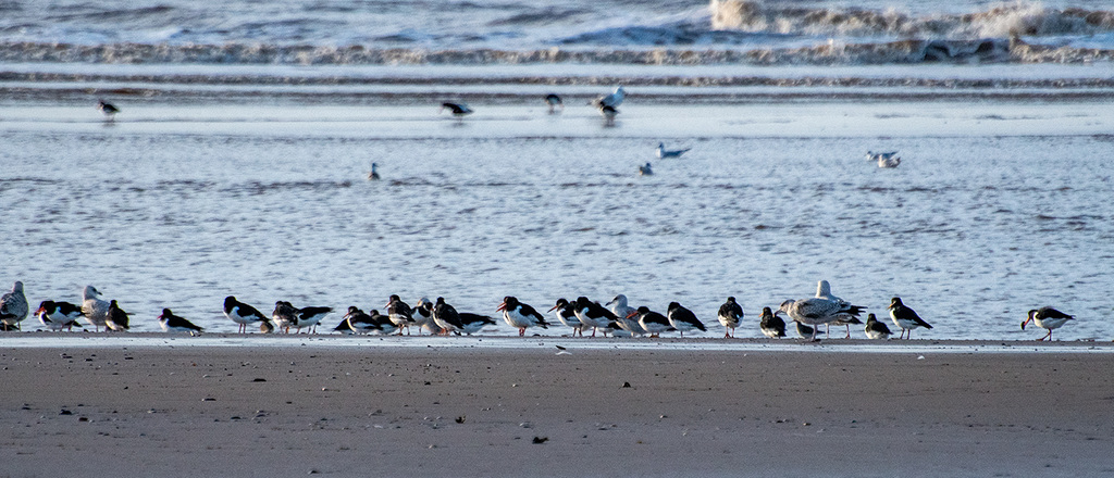 Oystercatchers