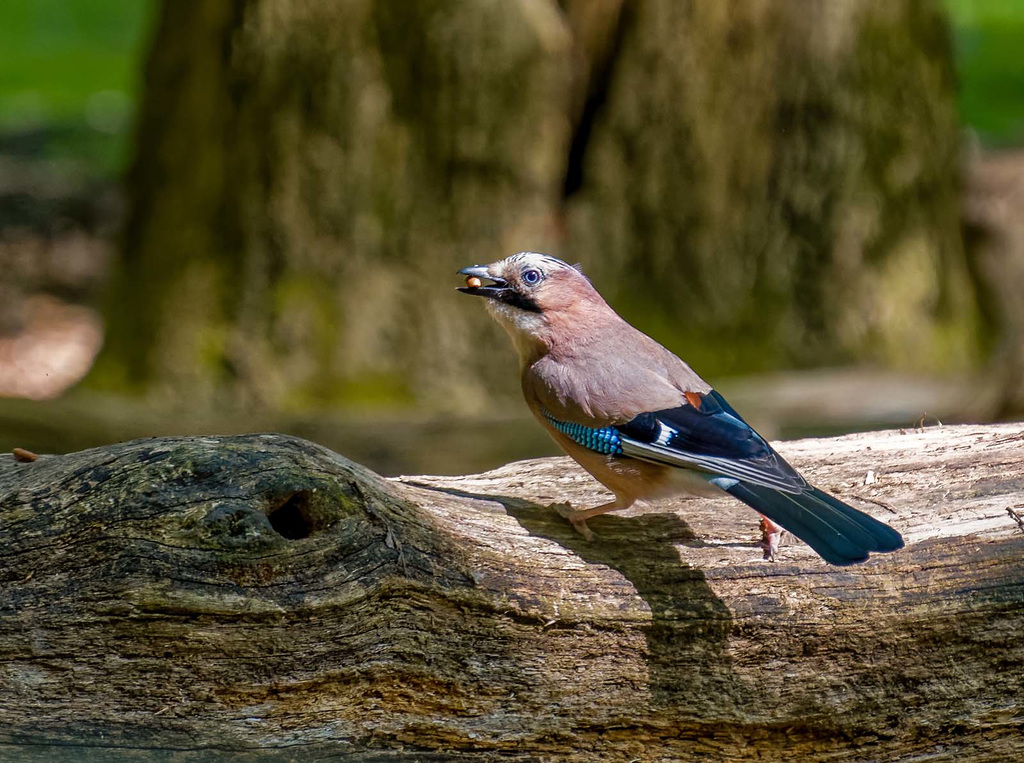 A jay3jpg