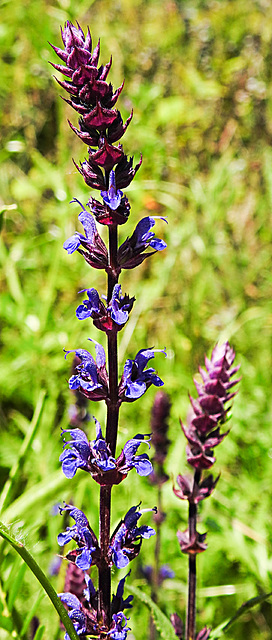 20230531 0501CPw [D~LIP] Hain-Salbei (Salvia memorosa), UWZ, Bad Salzuflen