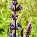 20230531 0501CPw [D~LIP] Hain-Salbei (Salvia memorosa), UWZ, Bad Salzuflen