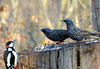 Buntspecht und 2 Stare