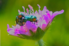 Zwei Winzlinge im Liebesrausch - Two tiny creatures in love Zwei Winzlinge im Liebesrausch - Two tiny creatures in love