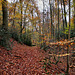 Herbstlicher Wald im Hespertal (Essen-Fischlaken) / 16.11.2024 Herbstlicher Wald im Hespertal (Essen-Fischlaken) / 16.11.2024