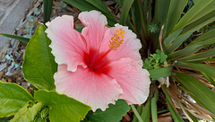 45/365 2026 Hibiscus