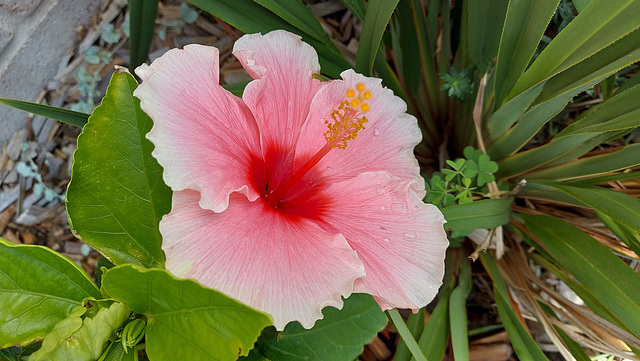 45/365 2026 Hibiscus