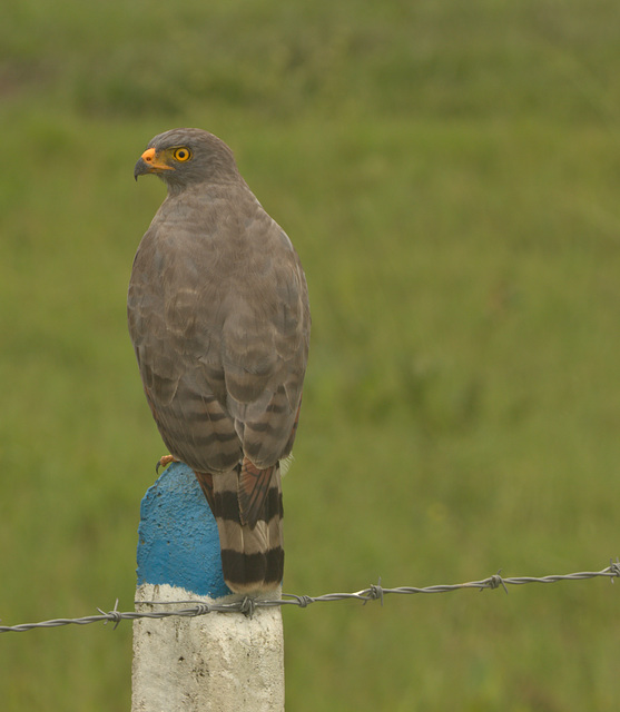 IMG 9198birdofprey