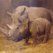 Rhino baby 5 weeks (through glass), 4