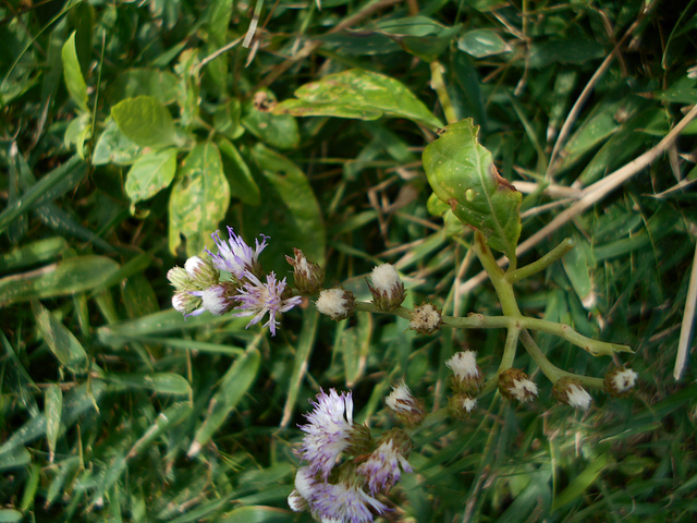 DSCN2069 - erva-de-são-simão Vernonia scorpioides, Asteraceae