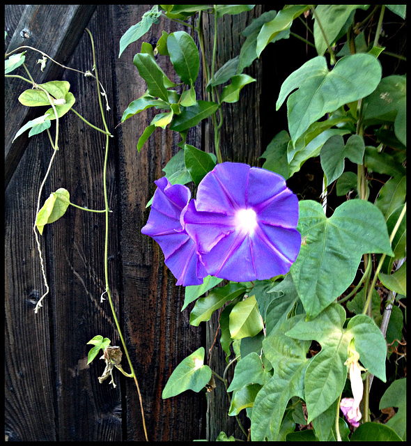 Ipomoea