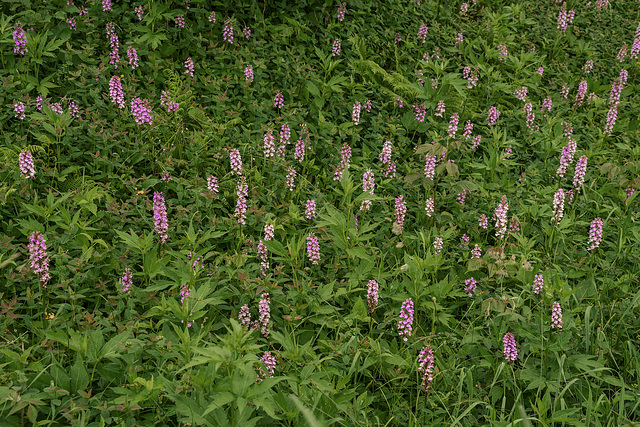 Platanthera psycodes (Small Purple Fringed orchid)