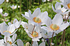 Paeonia athena