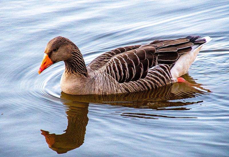 Greylag goose